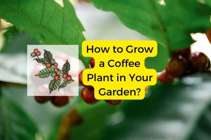 How to Grow a Coffee Plant in Your Garden