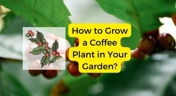 How to Grow a Coffee Plant in Your Garden?